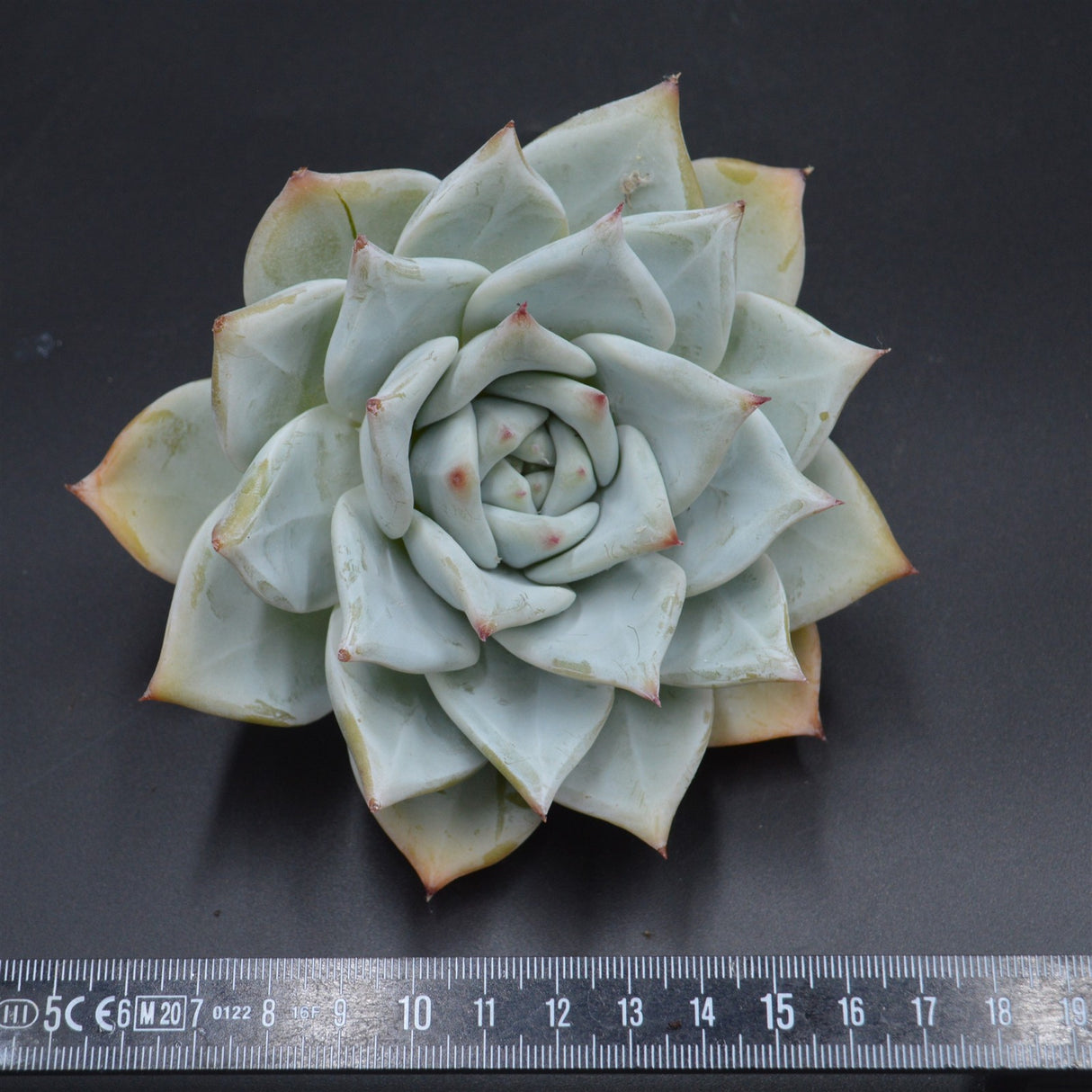 Echeveria colorata, Tapalpa Steckling XL