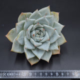 Echeveria colorata, Tapalpa Steckling XL