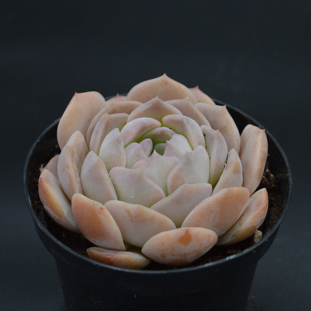 Echeveria Snow Tower