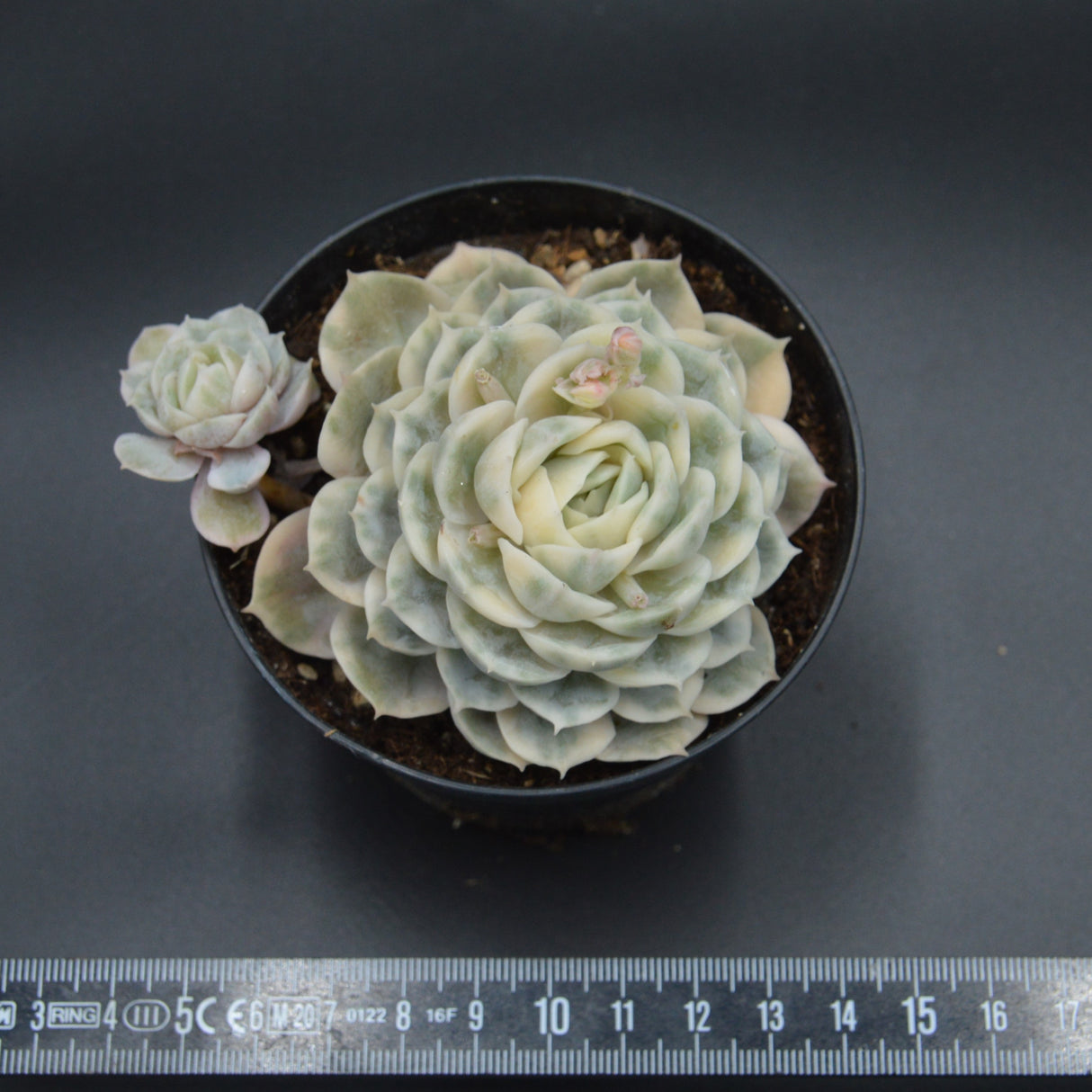 Echeveria Onslow f. variegata