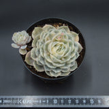 Echeveria Onslow f. variegata