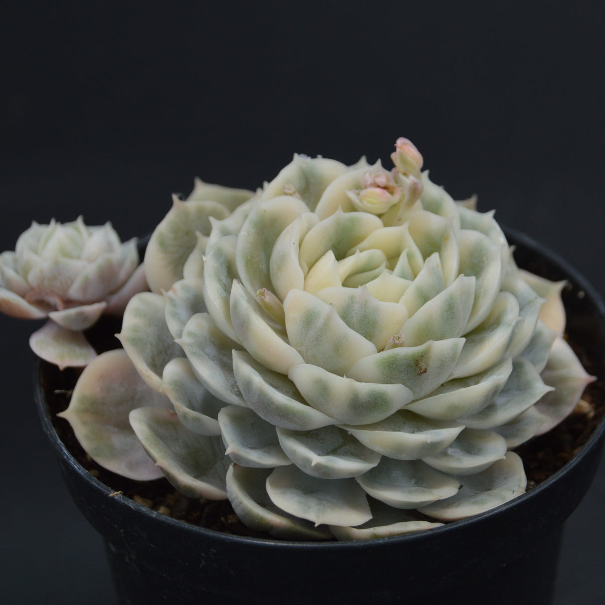 Echeveria Onslow f. variegata