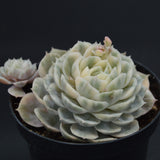 Echeveria Onslow f. variegata