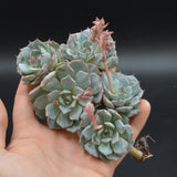 Echeveria Real de Catorse, Stecklinge