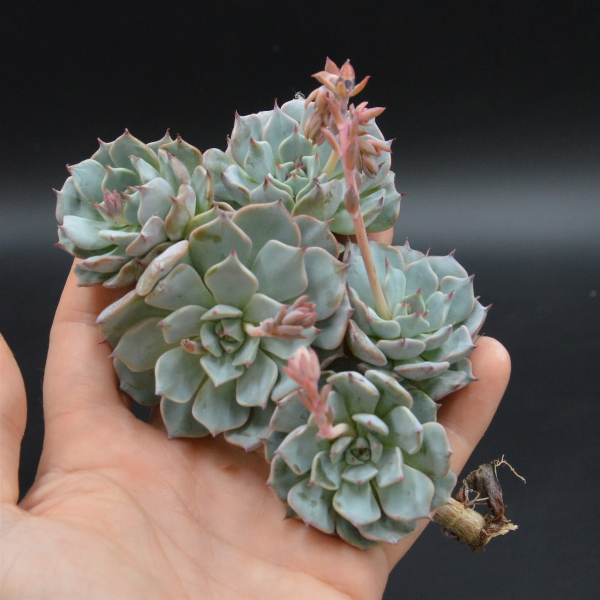 Echeveria Real de Catorse, Stecklinge