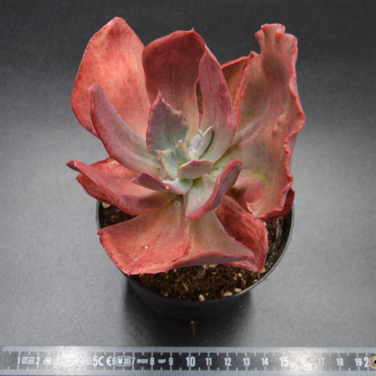 Echeveria Diamond State f. variegata