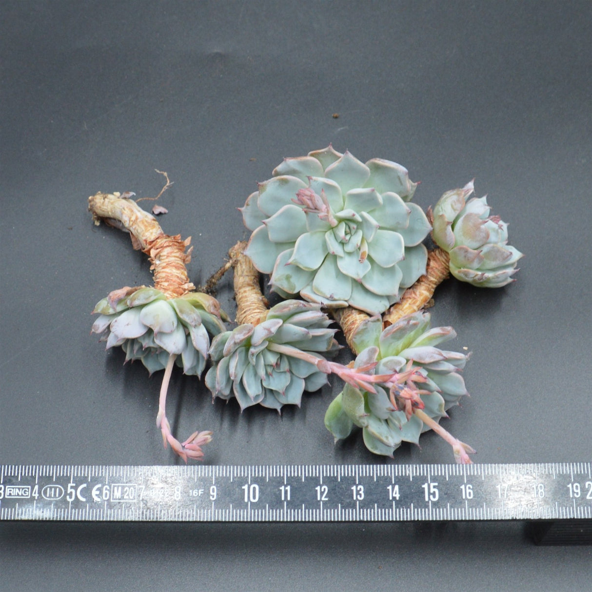 Echeveria Real de Catorse, Stecklinge