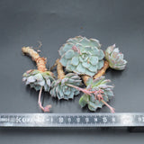 Echeveria Real de Catorse, Stecklinge