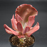 Echeveria Diamond State f. variegata