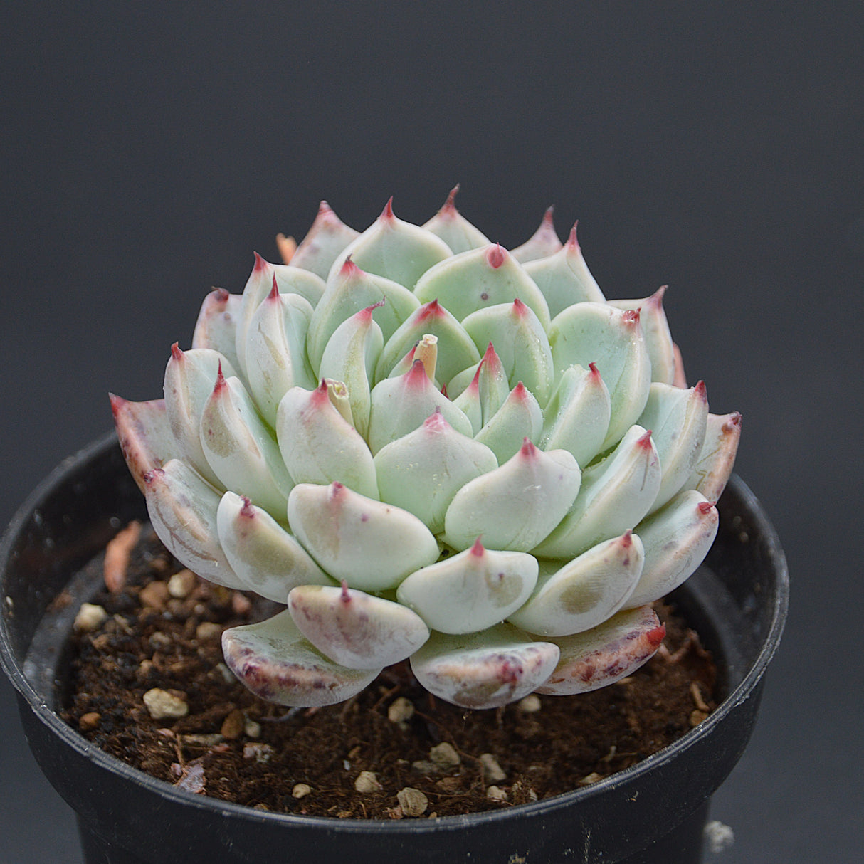 Echeveria Sarahime