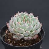 Echeveria Sarahime