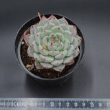 Echeveria Sarahime