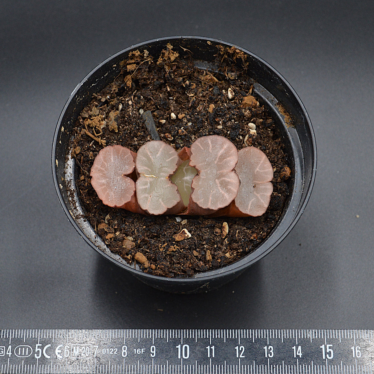 Haworthia Giant Hakua