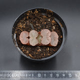 Haworthia Giant Hakua