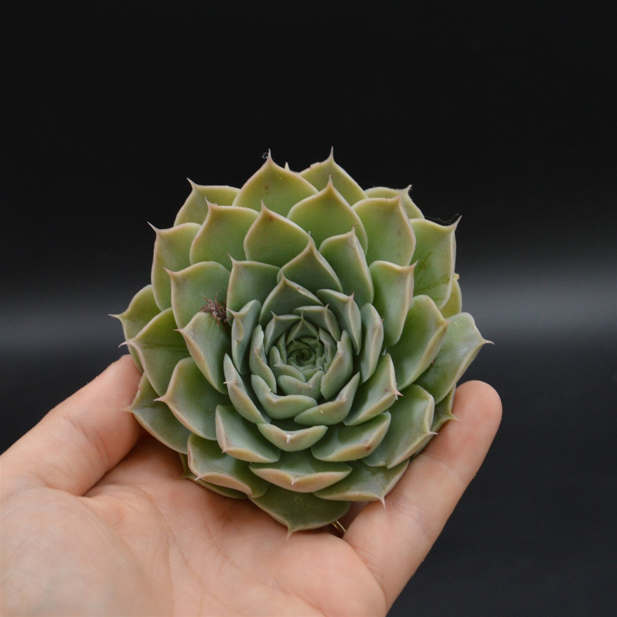 Echeveria hyalina, la Paz, Steckling