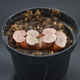 Haworthia Giant Hakua