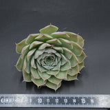 Echeveria hyalina, la Paz, Steckling