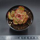 Echeveria pulidonis f. monstrousa