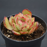 Echeveria pulidonis f. monstrousa