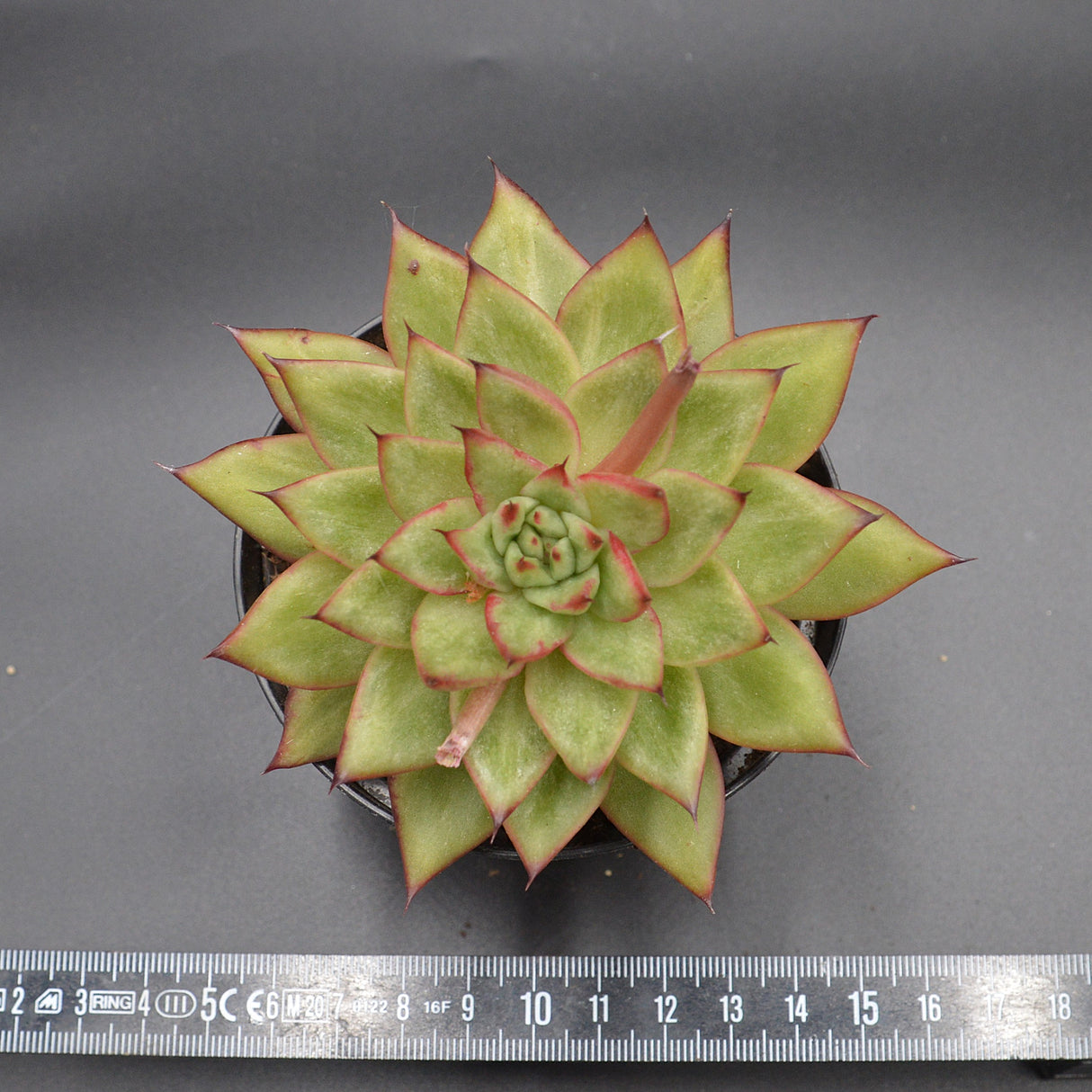 Echeveria agavoides Hybrid