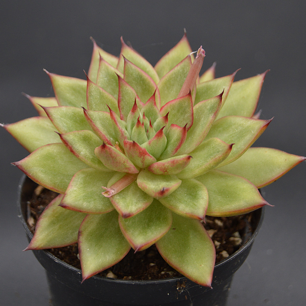 Echeveria agavoides Hybrid