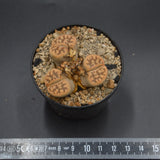 Lithops C285