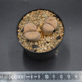 Lithops C214