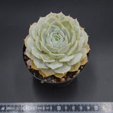 Echeveria Onslow