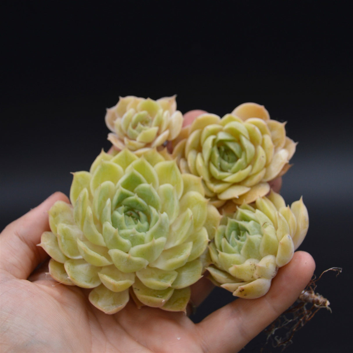 Echeveria Green Apple, Stecklinge