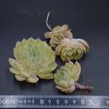 Echeveria Green Apple, Stecklinge
