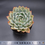 Echeveria Icarus