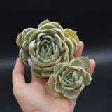 Echeveria Lotus, Stecklinge
