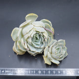 Echeveria Lotus, Stecklinge