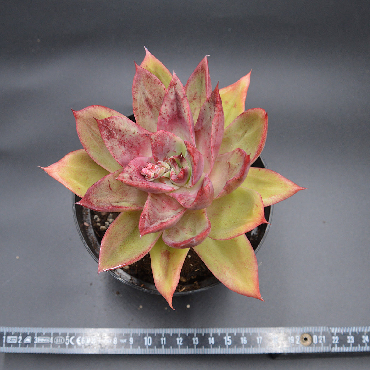 Echeveria lutea Hybrid
