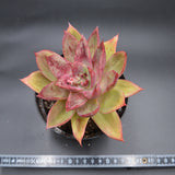 Echeveria lutea Hybrid