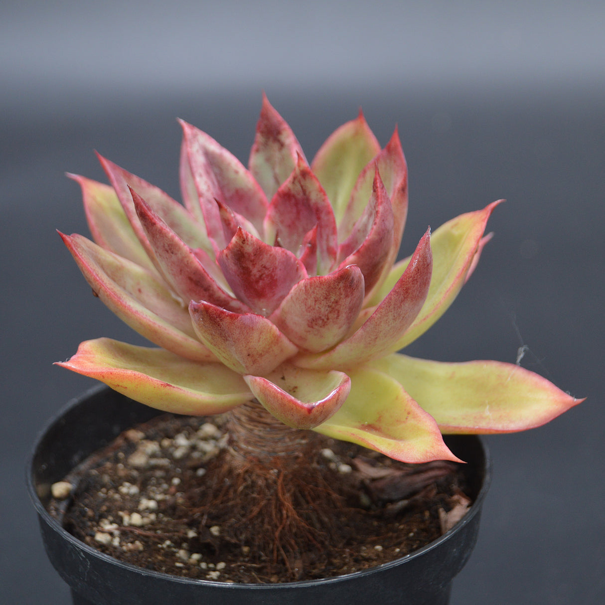 Echeveria lutea Hybrid