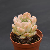 Echeveria Amazing Grace