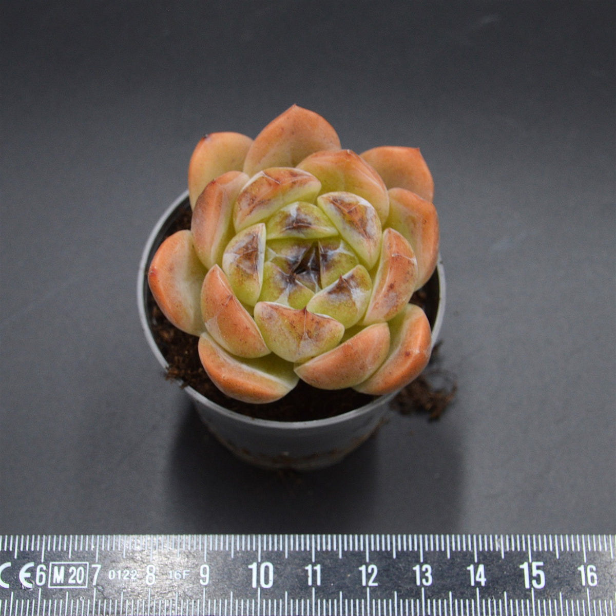 Echeveria Zijin