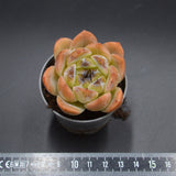 Echeveria Zijin