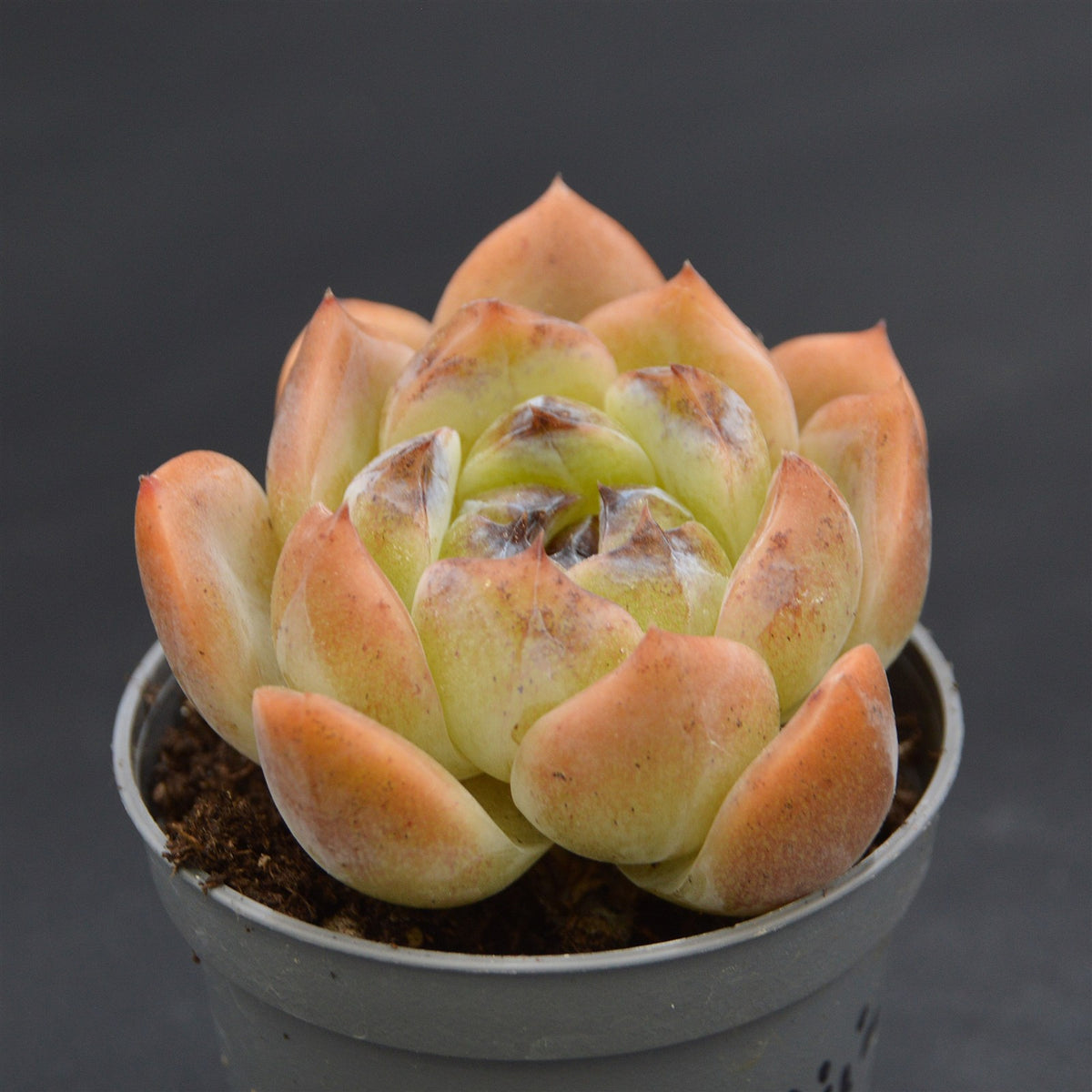 Echeveria Zijin