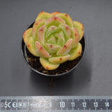 Echeveria Bird King