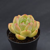 Echeveria Bird King