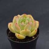Echeveria Bird King