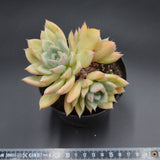 Echeveria Queen Sasa