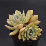 Echeveria Queen Sasa