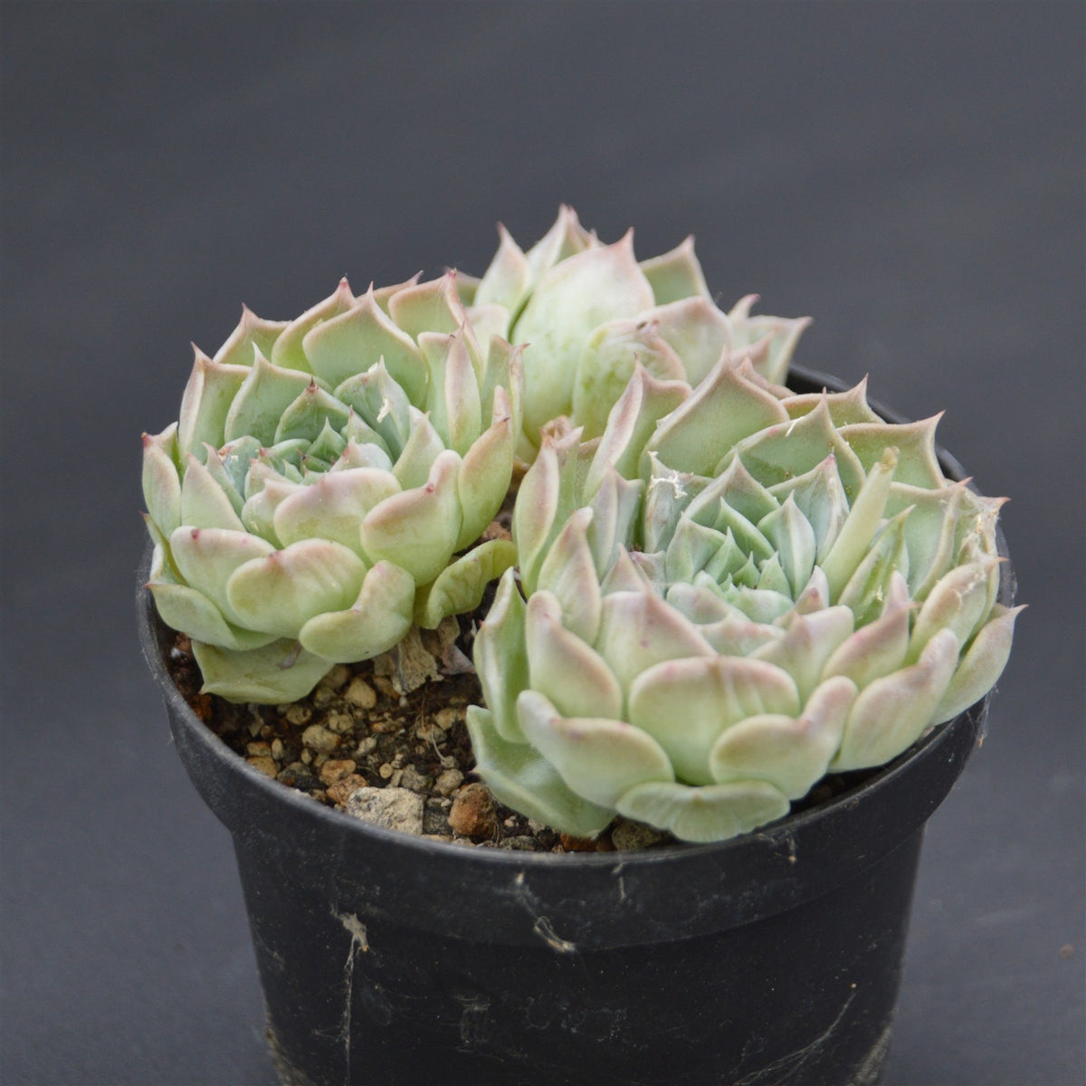 Echeveria Hyalina Hybrid