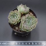 Echeveria Hyalina Hybrid