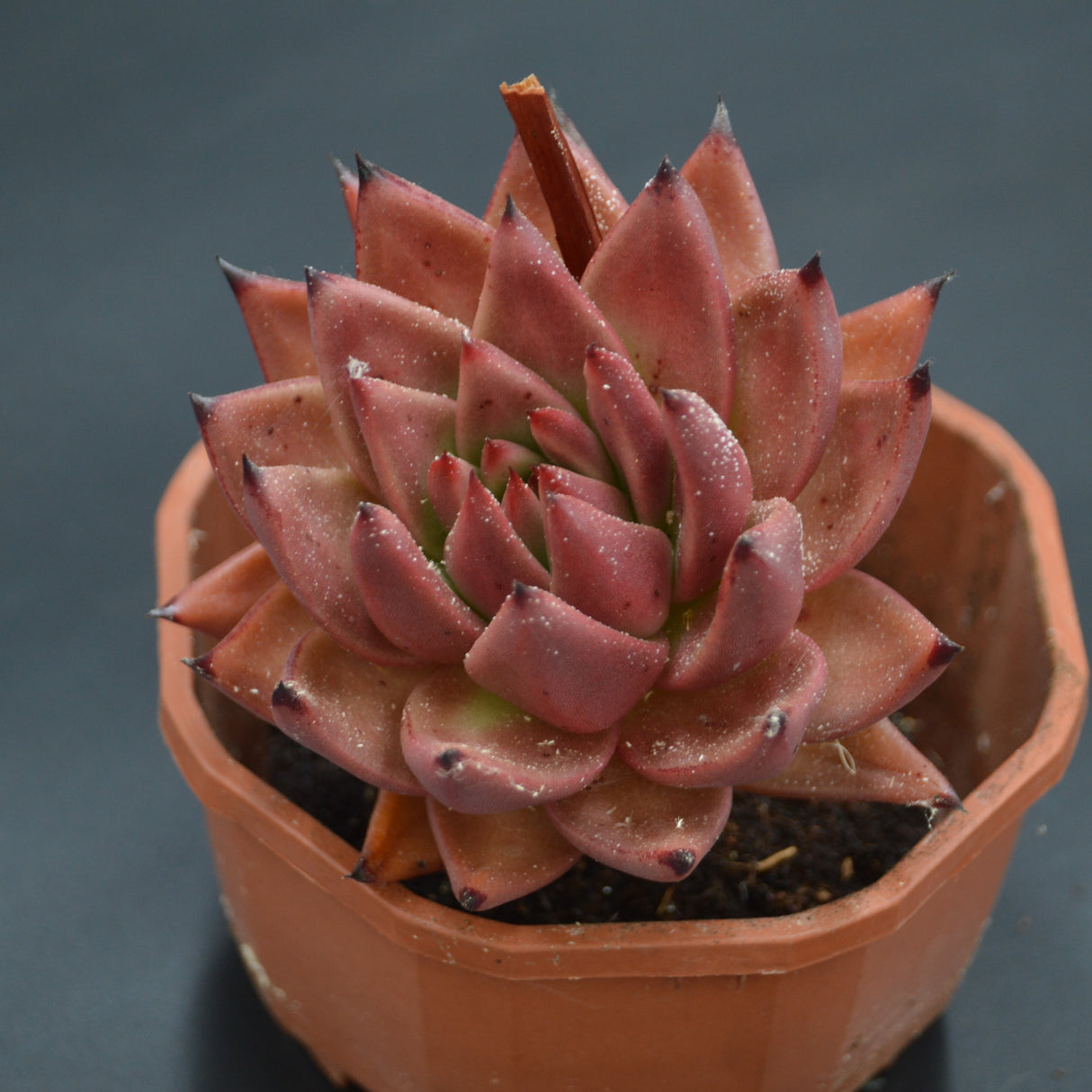 Echeveria Romeo Hybrid