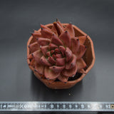 Echeveria Romeo Hybrid