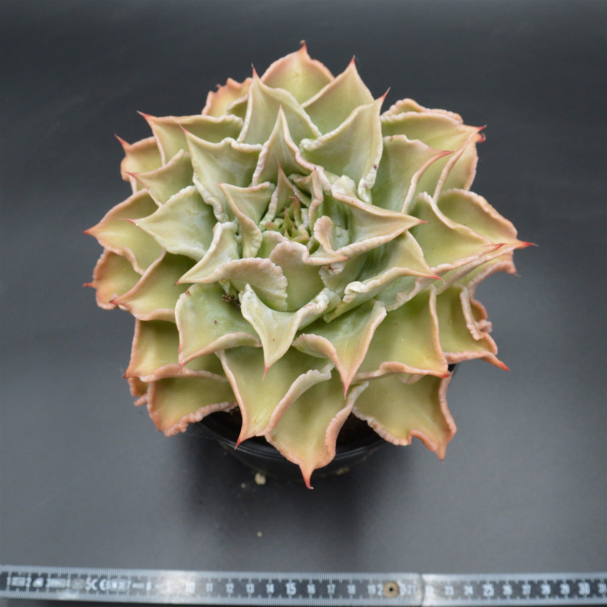 Echeveria Madiba XXL